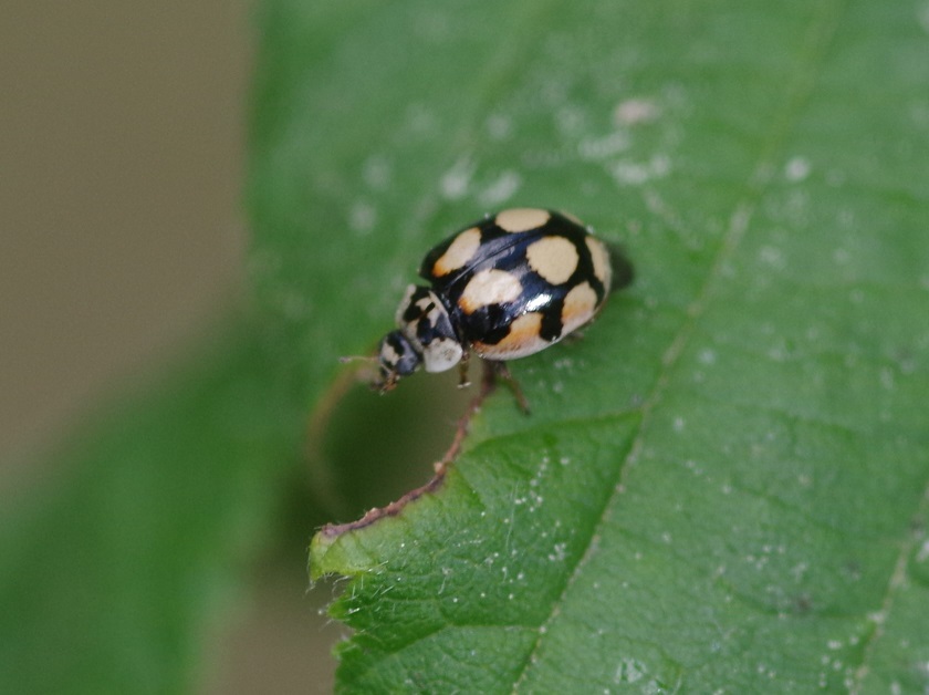 COCCINELLIDAE Adalia decempunctata 6.JPG