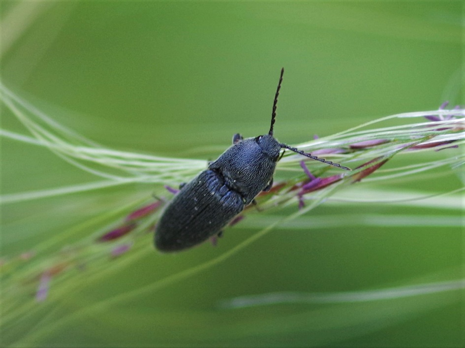 ELATERIDAE Agriotes pilosellus 1.JPG