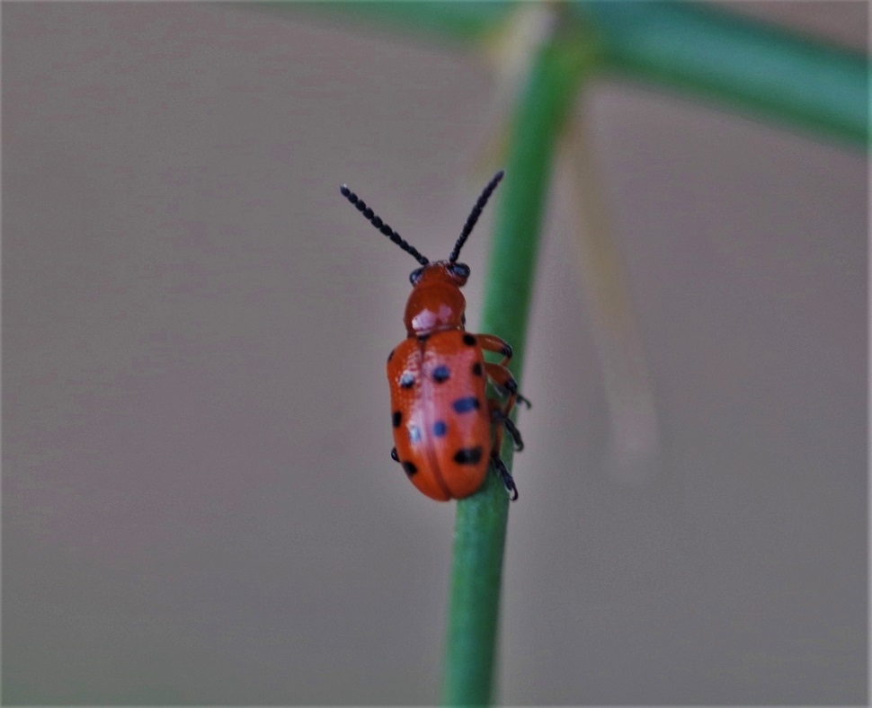 CHRYSOMELIDAE Crioceris duodecimpunctata (2).JPG