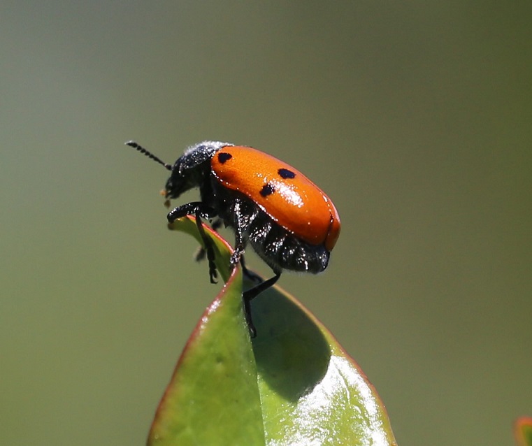 CHRYSOMELIDAE Cryptocephalus trimaculatus 2.JPG