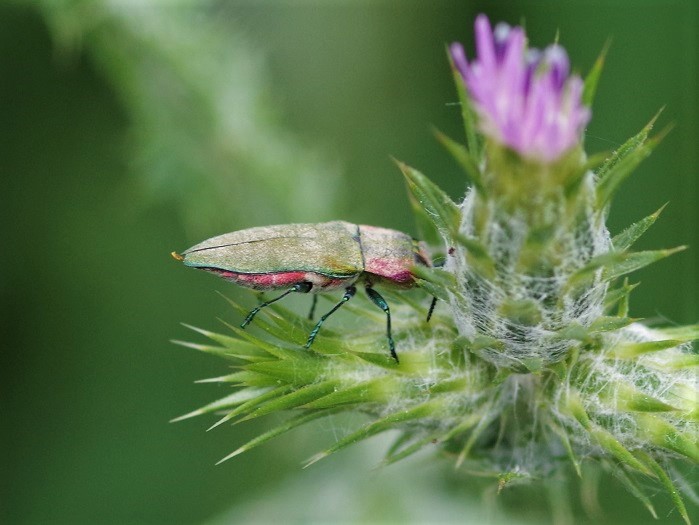 BUPRESTIDAE Anthaxia hungarica 2.JPG