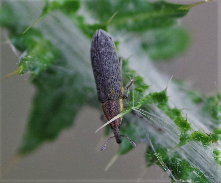 CURCULIONIIDAE Lixus filiformis.JPG