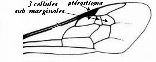 Submarginales.jpg