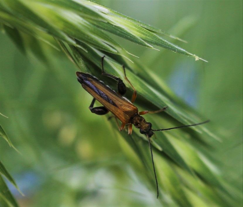 OEDEMERIDAE Oedemera podagrariae 2.JPG