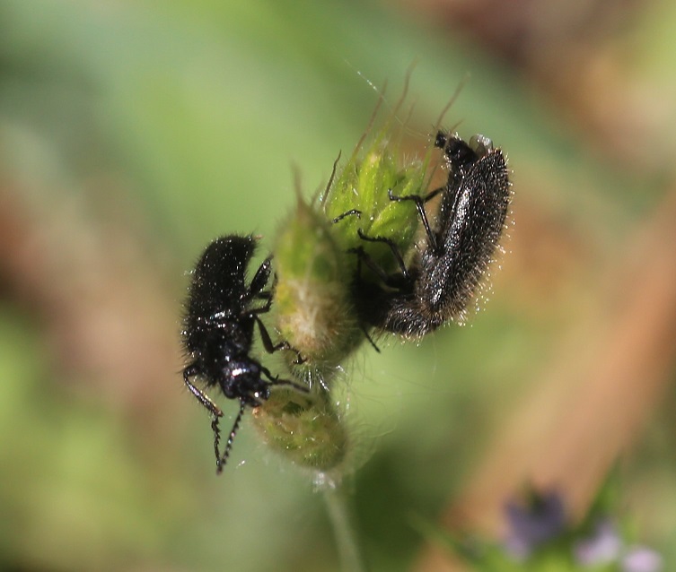 DASYTIDAE Enicopus ater 2.JPG