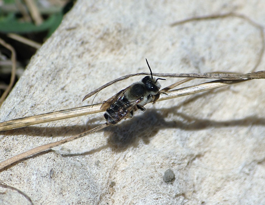 MEGACHILIDAE Megachile ericetorum.JPG