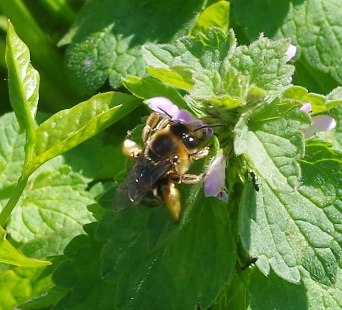 MELITTIDAE Dasypoda altercator 2.JPG