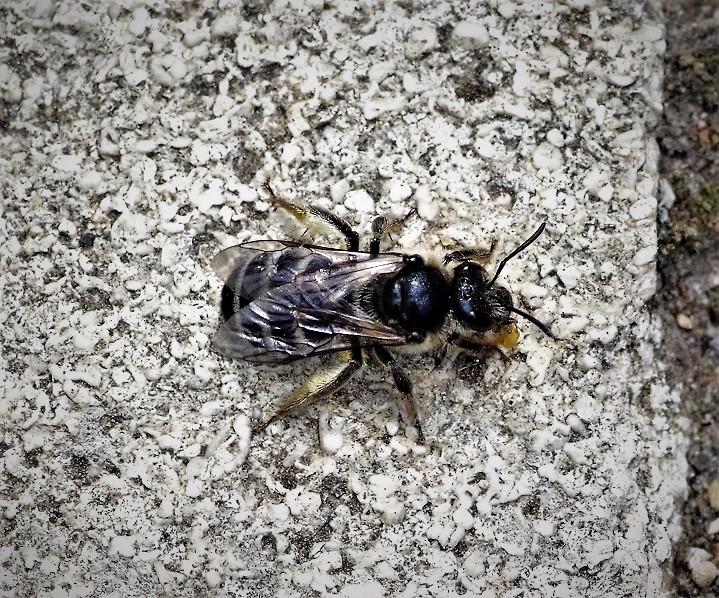 HALICTIDAE Lasioglossum albocinctum 3.JPG