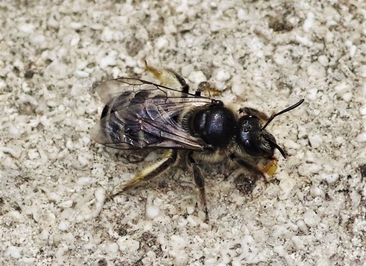 HALICTIDAE Lasioglossum albocinctum 2.JPG