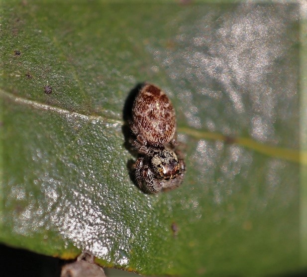 SALTICIDAE Macaroeris nidicolens 1.JPG