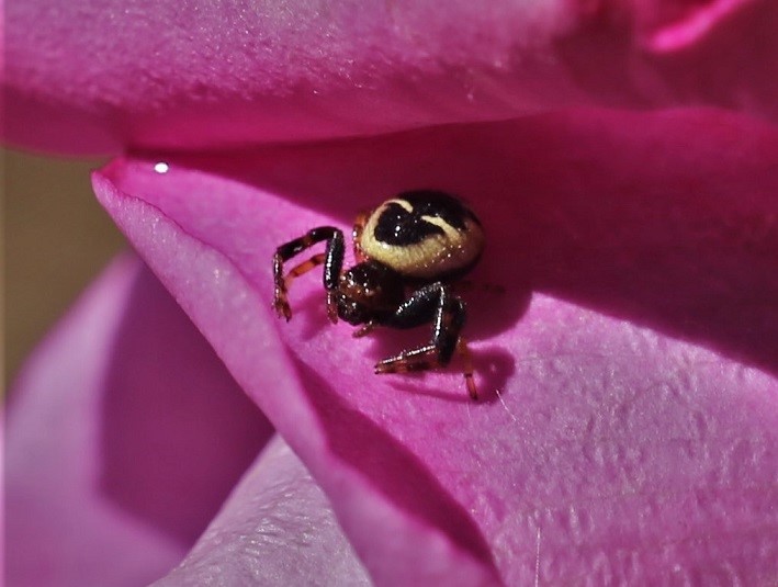 THOMISIDAE Synema globosum 7.JPG