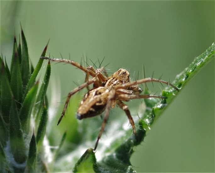 OXYOPIDAE Oxyopes heterophtalmus.JPG