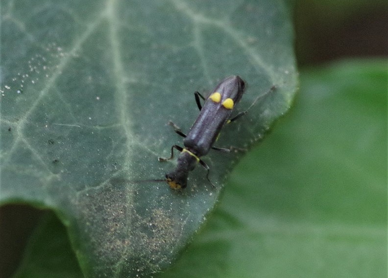 CANTHARIDAE Malthinus seriepunctatus 2.JPG