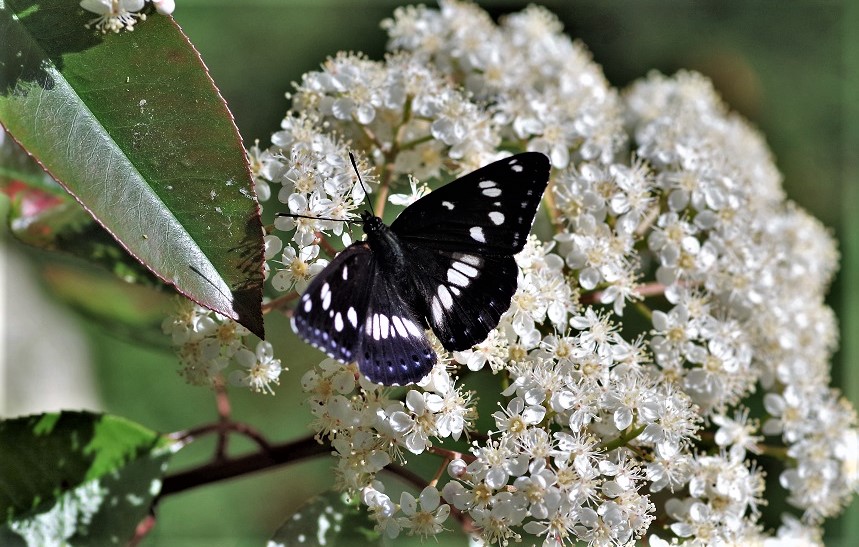 NYMPHALIDAE Limenitis reducta 7.JPG