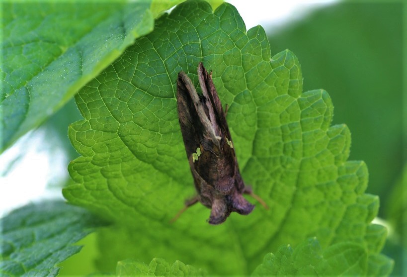 NOCTUIDAE Chrysodeixis chalcites 1 (plusie chalcite).JPG