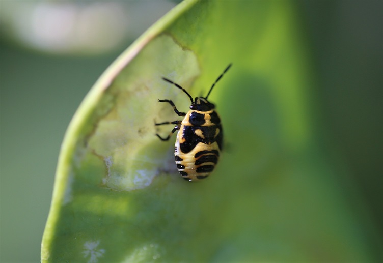 PENTATOMIDAE Eurydema ornata 2.JPG