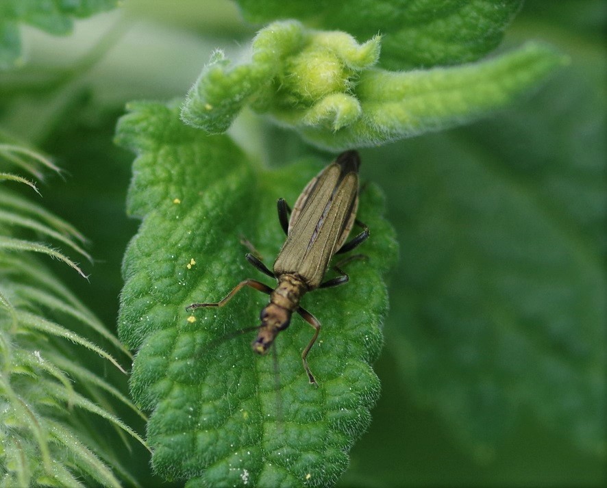 OEDEMERIDAE Oedemera flavipes 1.JPG