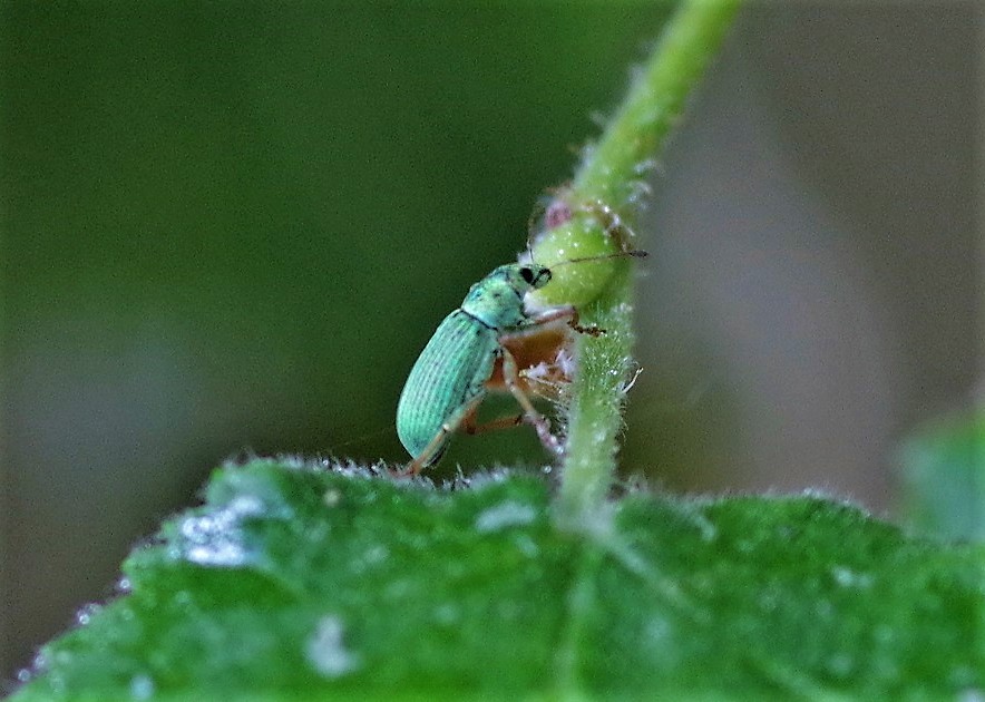 CURCULIONIDAE Polydrusus impressifrons.JPG