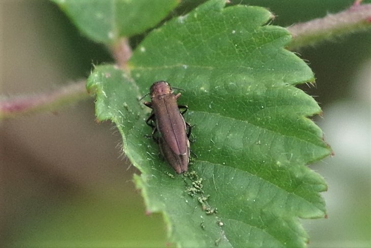 BUPRESTIDAE Agrilus sp. 2.JPG