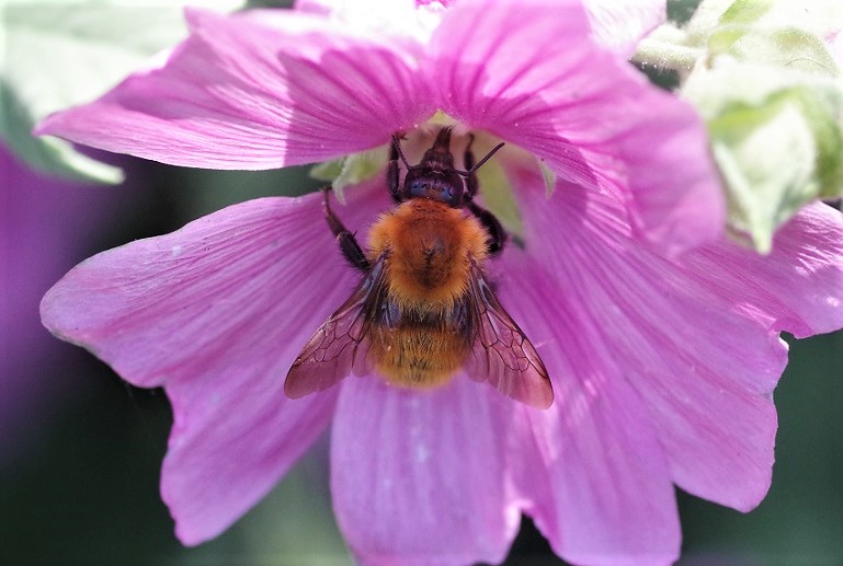 APIDAE Bombus pascuorum 8.JPG