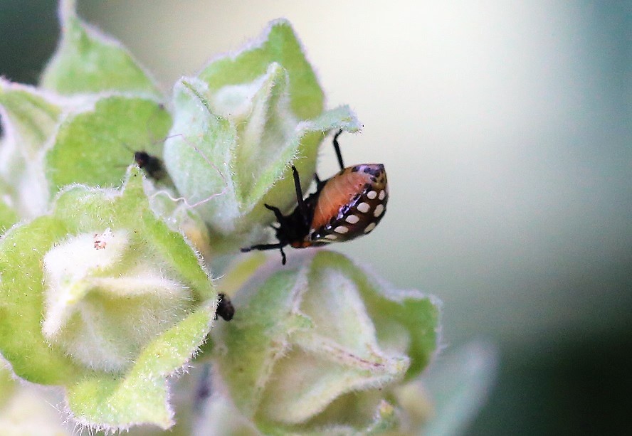 PENTATOMIDAE Nezara viridula 4.JPG