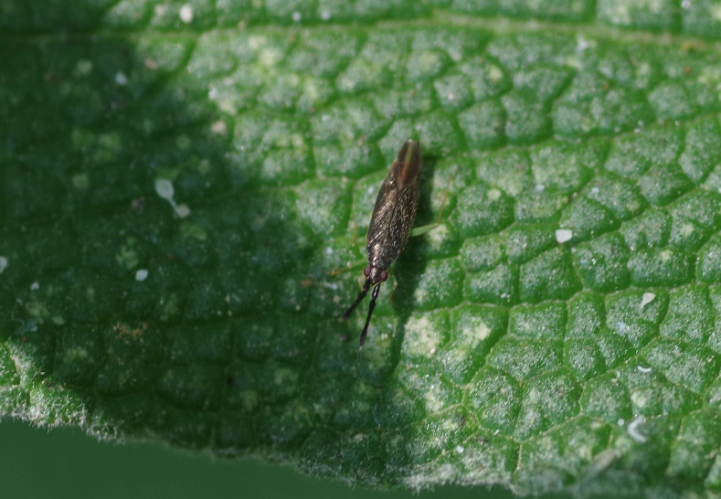 MIRIDAE Heterotoma planicornis 1.JPG