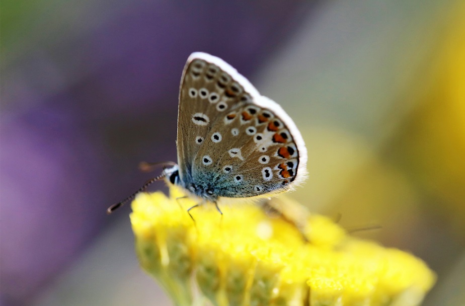 LYCAENIDAE Polyommatus icarus 6.JPG