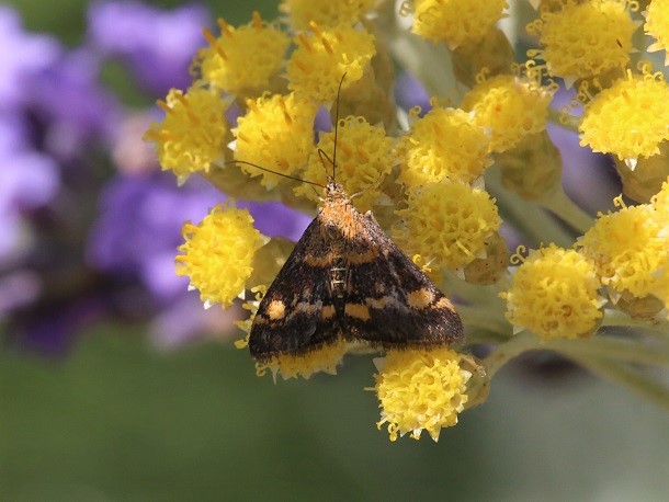 CRAMBIDAE Pyrausta aurata 4.JPG