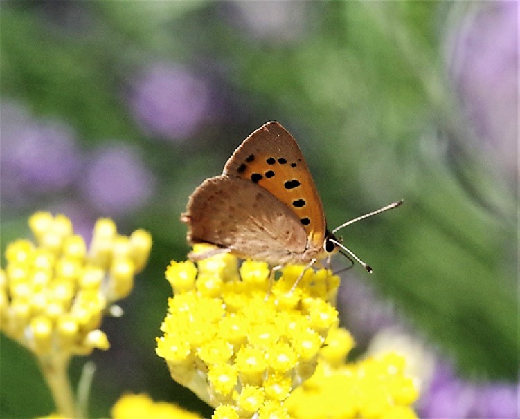 LYCAENIDAE Lycaena phlaeas 10.JPG