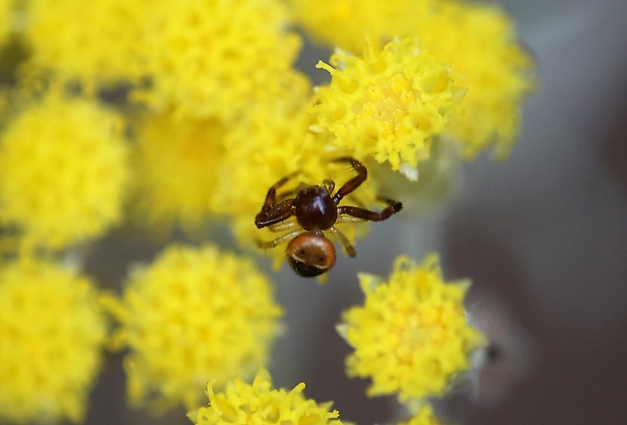 THOMISIDAE Synema globosum 9.JPG