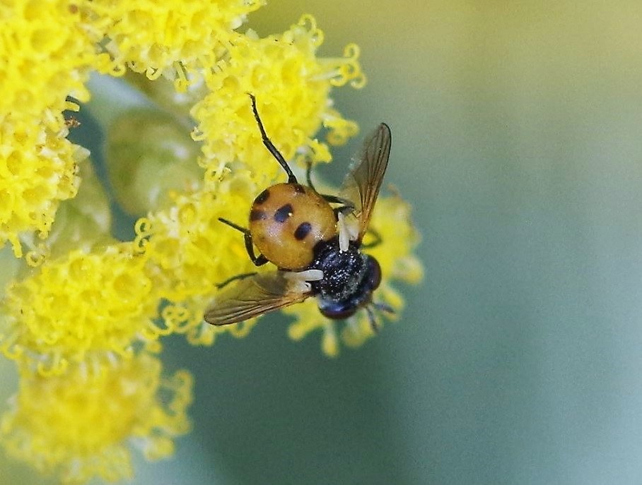 TACHINIDAE Gymnosoma rotundatum 4.JPG