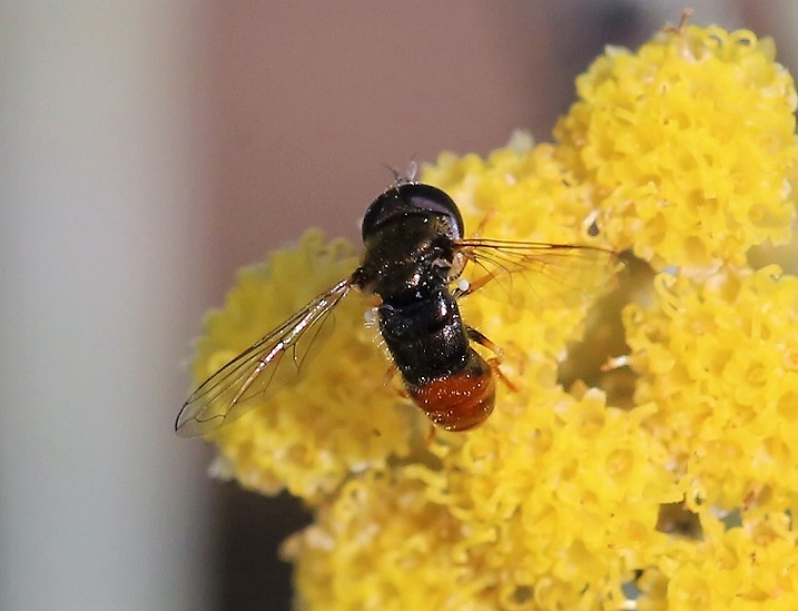 SYRPHIDAE Paragus bicolor 3.JPG