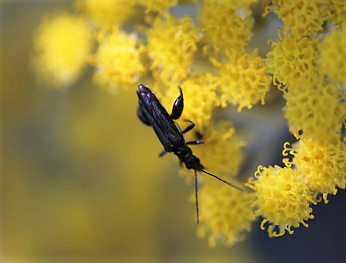 OEDEMERIDAE Oedemera atrata 3.JPG