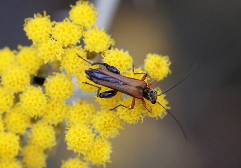 OEDEMERIDAE Oedemera podagrariae 5.JPG