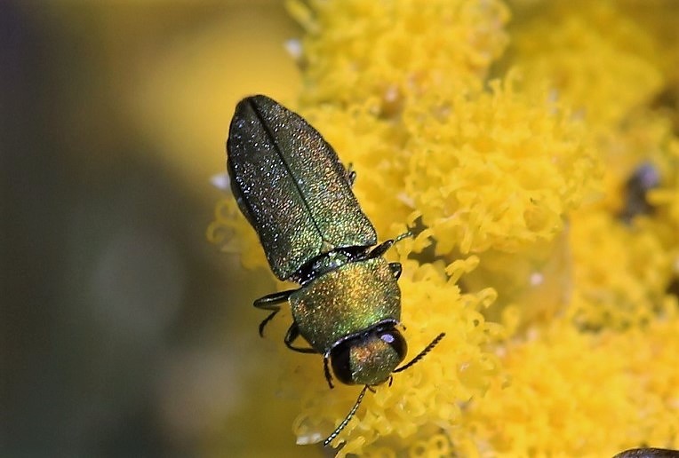 BUPRESTIDAE Anthaxia nitidula 3.JPG