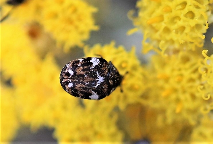 DERMESTIDAE Anthrenus angustefasciatus 2.JPG