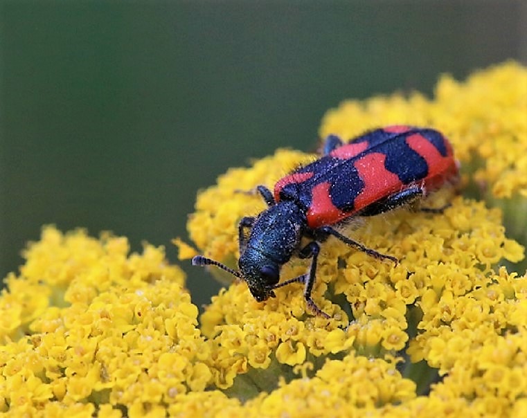 CLERIDAE Trichodes alvearius 3.JPG