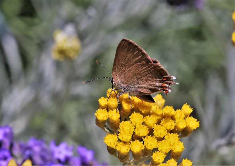 LYCAENIDAE Satyrium ilicis 2.JPG