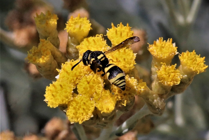 VESPIDAE Ancistrocerus auctus 1.JPG