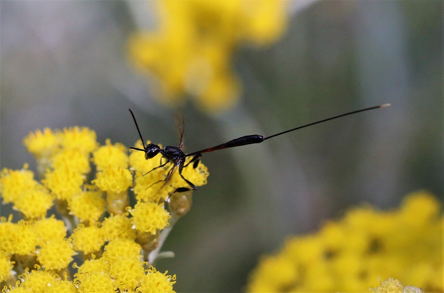 GASTERUPTIONIDAE Gasteruption jaculator 2.JPG