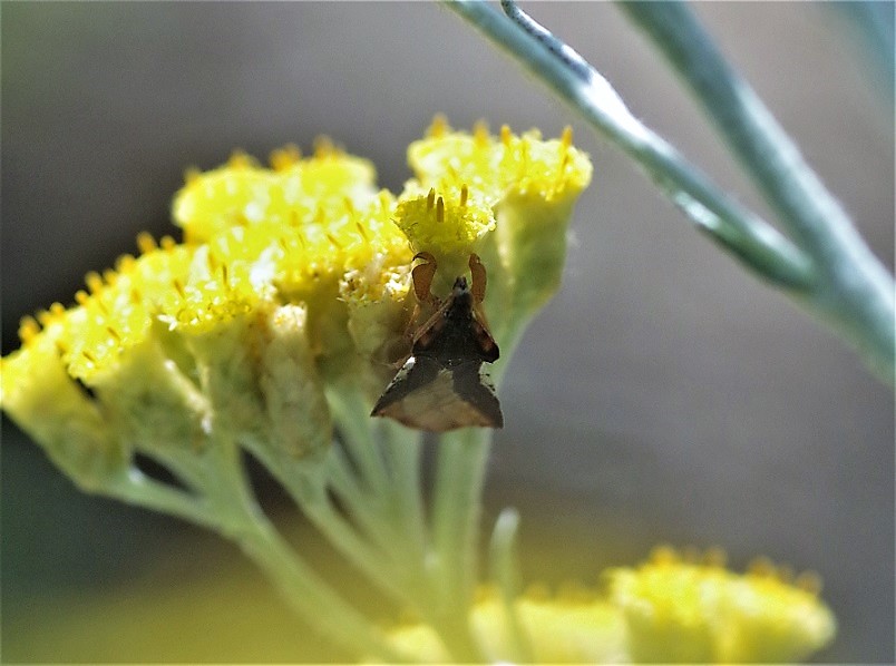 REDUVIIDAE Phymata crassipes.JPG