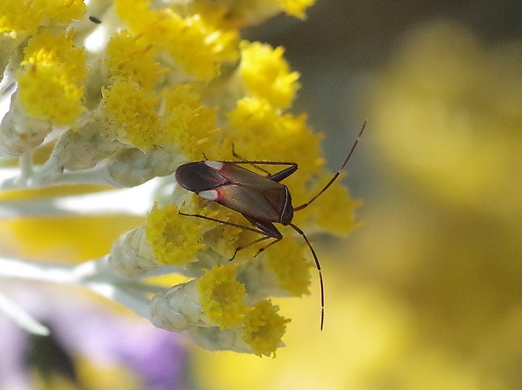 MIRIDAE Adelphocoris vandalicus.JPG