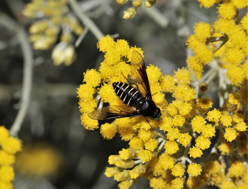 BOMBYLIIDAE Lomatia sp. 2.JPG