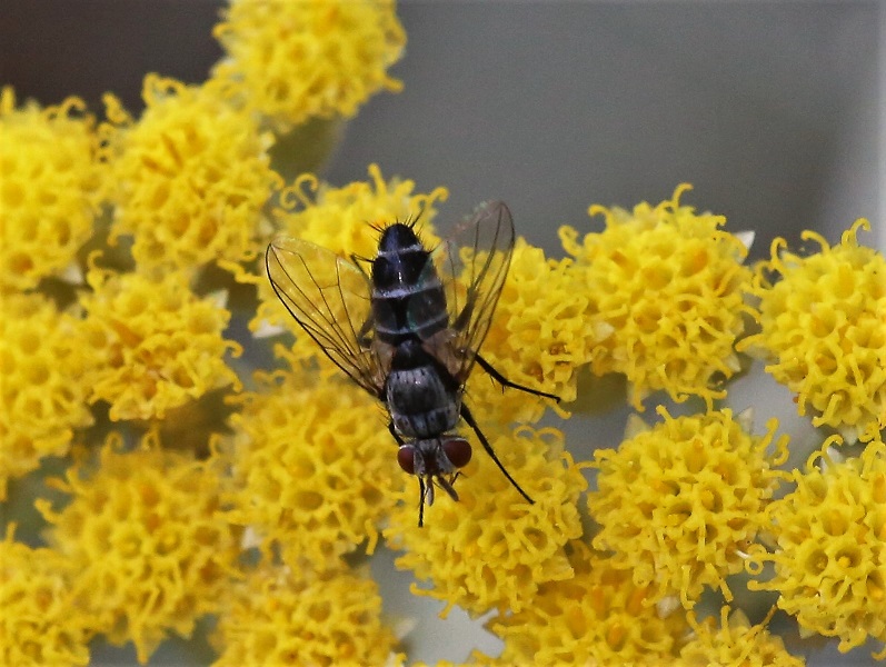 TACHINIDAE Gastrolepta anthracina.JPG