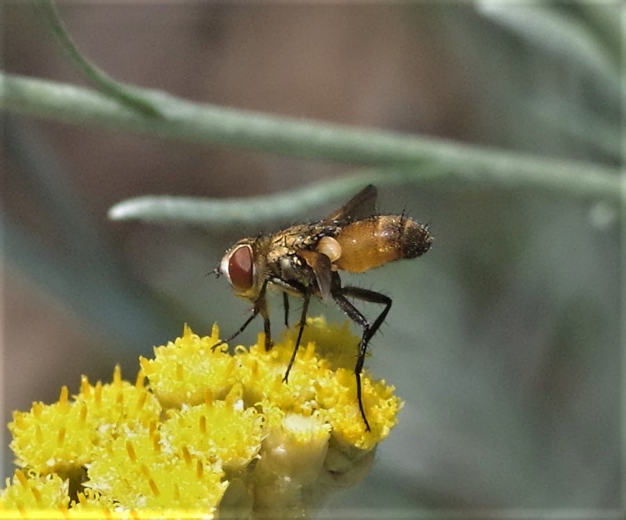 TACHINIDAE Eliozeta helluo 1.JPG