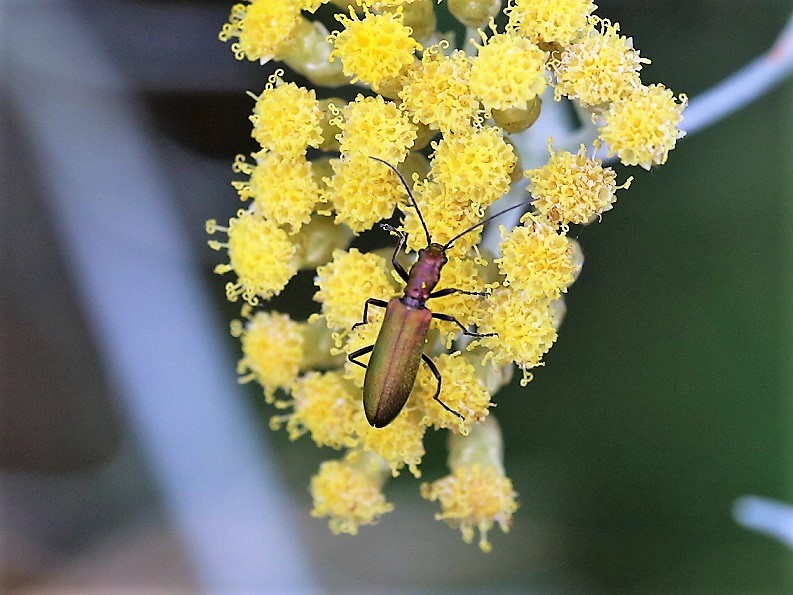 OEDEMERIDAE Chrysanthia viridissima.JPG