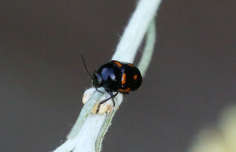 CHRYSOMELIDAE Cryptocephalus sexpustulatus 2.JPG