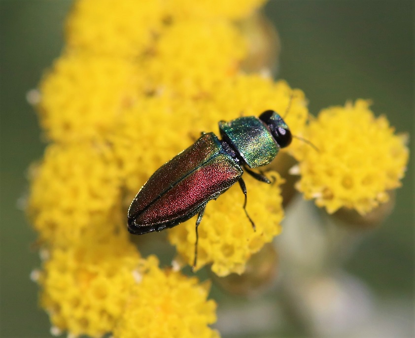 BUPRESTIDAE Anthaxia cichorii 3.JPG