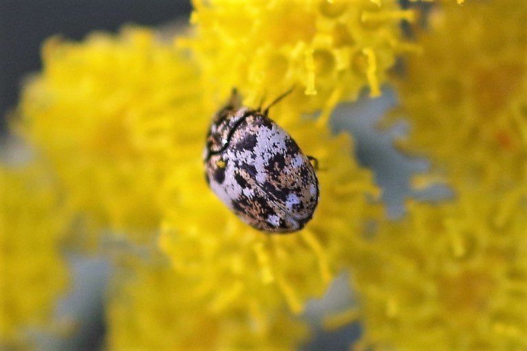 DERMESTIDAE Anthrenus pimpinellae.JPG