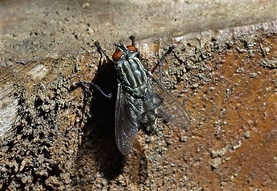 SARCOPHAGIDAE Sarcophaga carnaria 2 (mouche de la viande).JPG